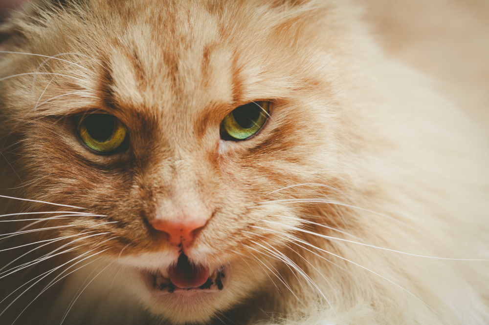 Dangerous ginger cat with open mouth â closeup portrait