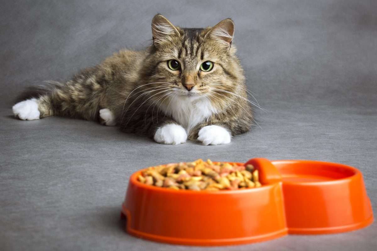 Dear Doctor: A Debate over Feeding Cats