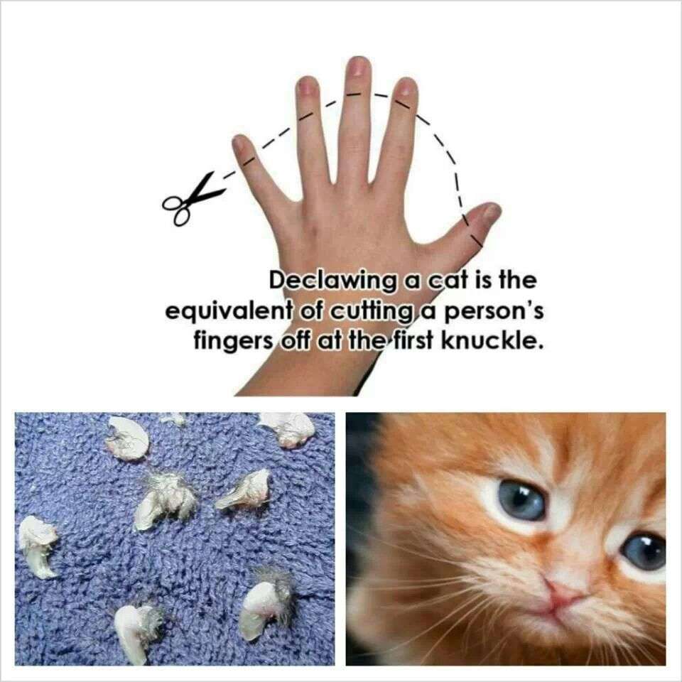 Declawing a cat is inhumane. There are no medical benefits ...