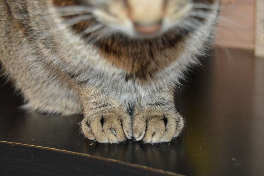 Declawing Cats: Why I