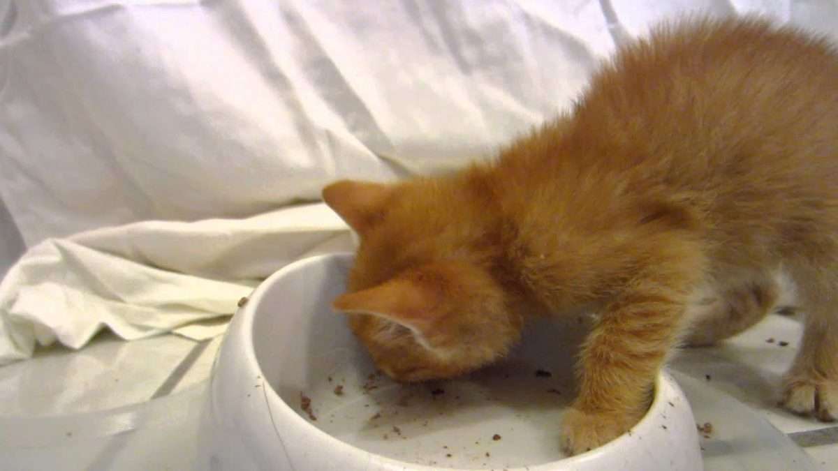 designthinknation: When Do I Start Feeding Kittens Food