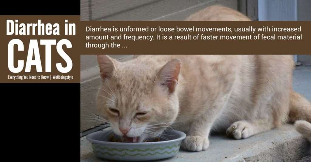 Diarrhea in cats: Causes, Symptoms & Treatment (UPDATED)