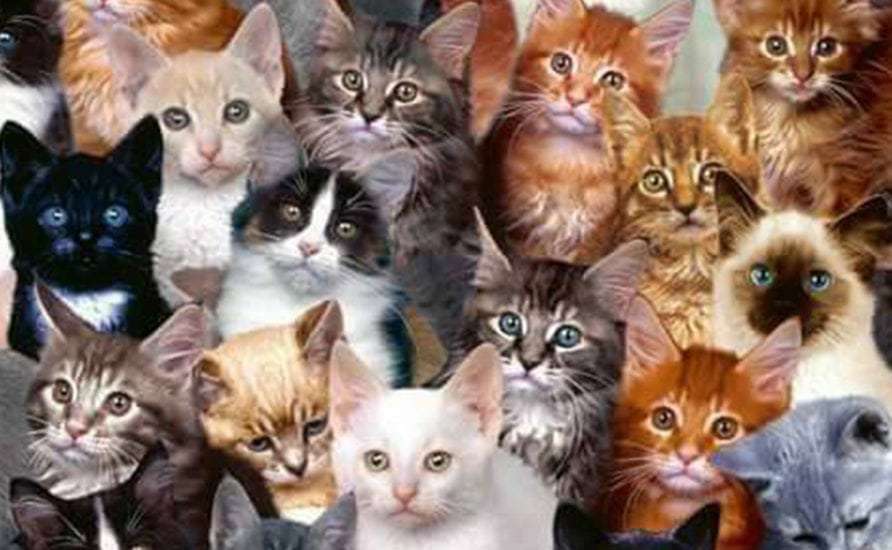 Different Cat Breeds, all You Need to Know