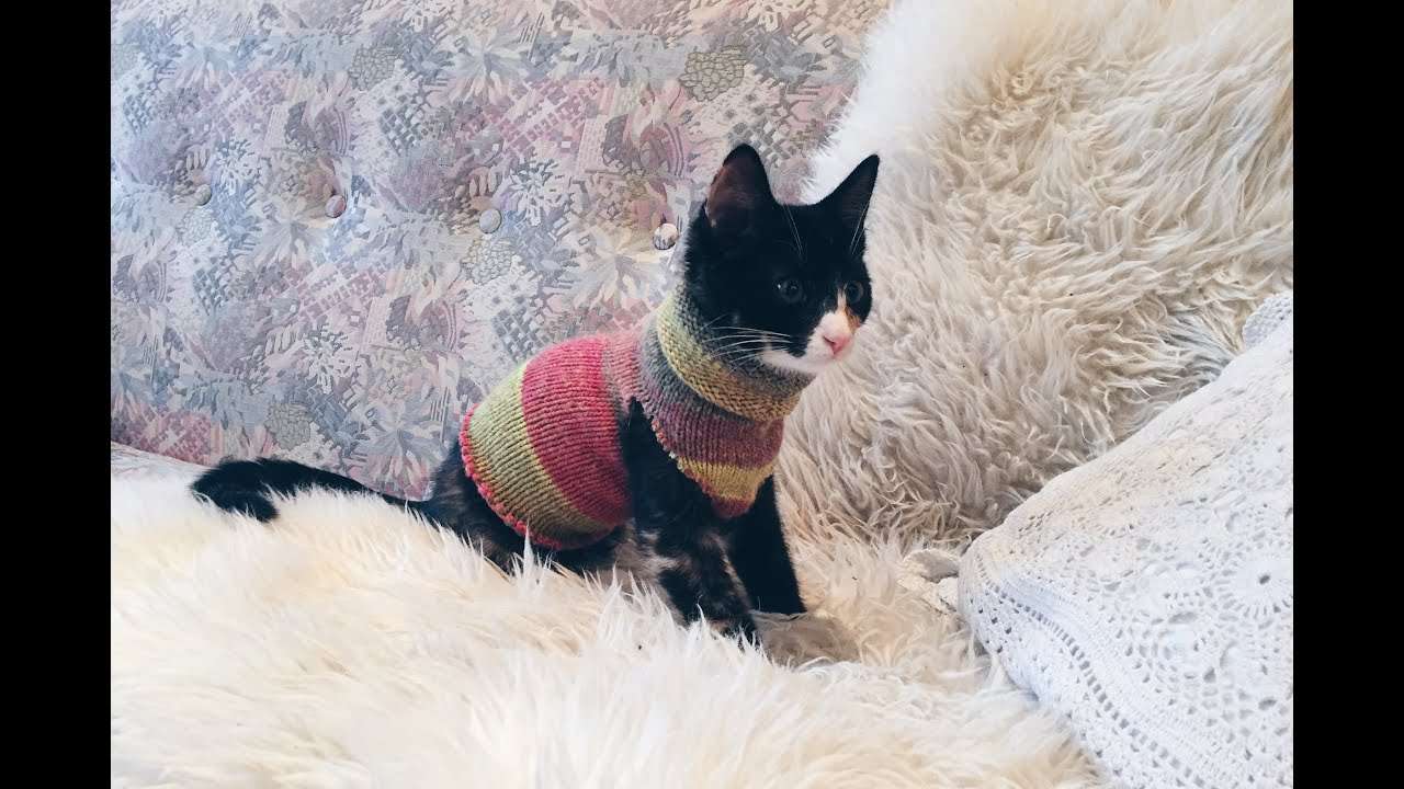 DIY Sock Sweater For Your Cat