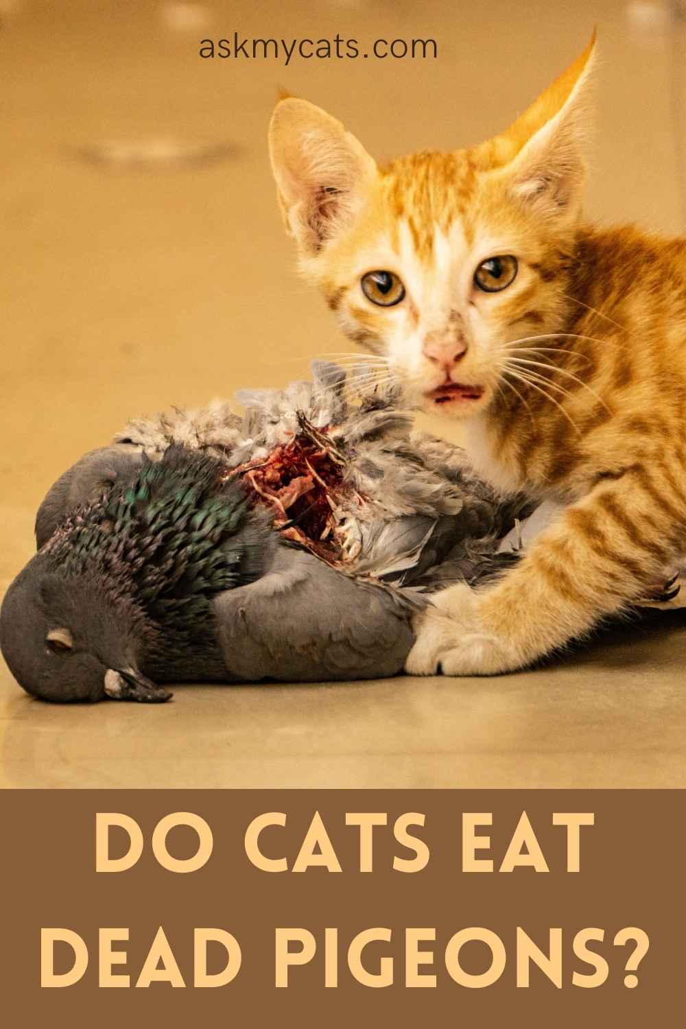 Do Cats Eat Pigeons? Can We Include Them In Their Normal Diet?
