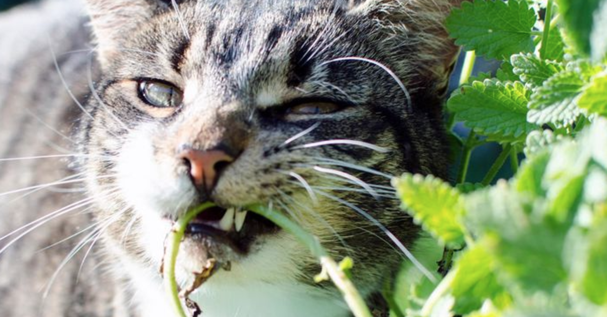 Do Cats Get High From Catnip?