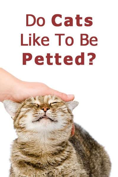 Do Cats Like To Be Petted?