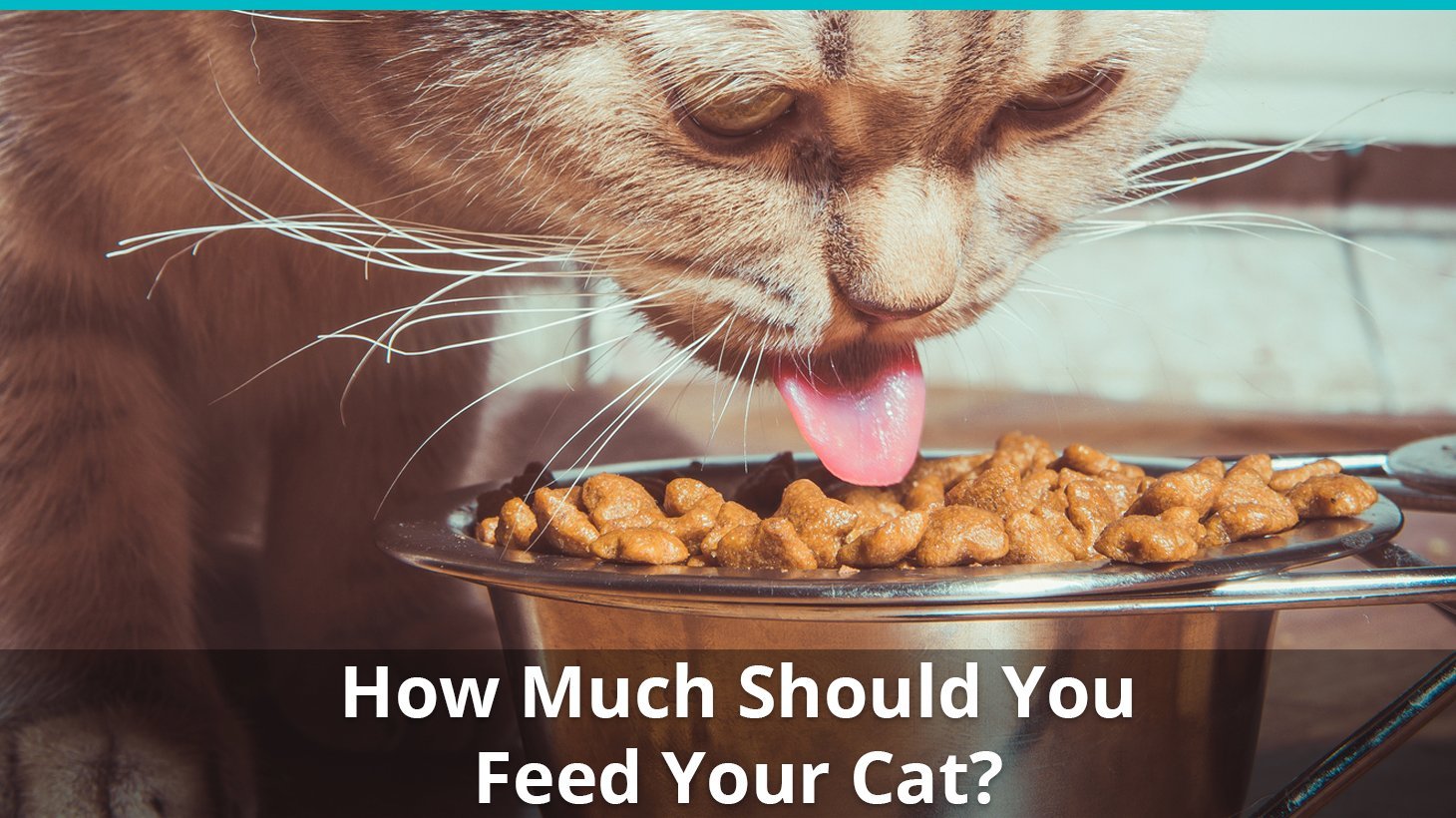 Do i need to feed my cat wet food