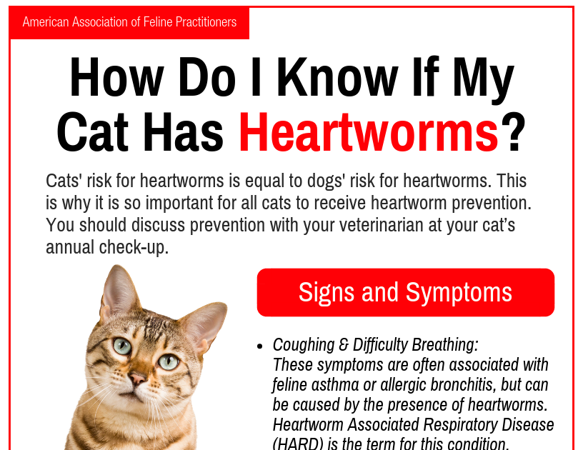 Do Indoor Cats Need Heartworm Medicine