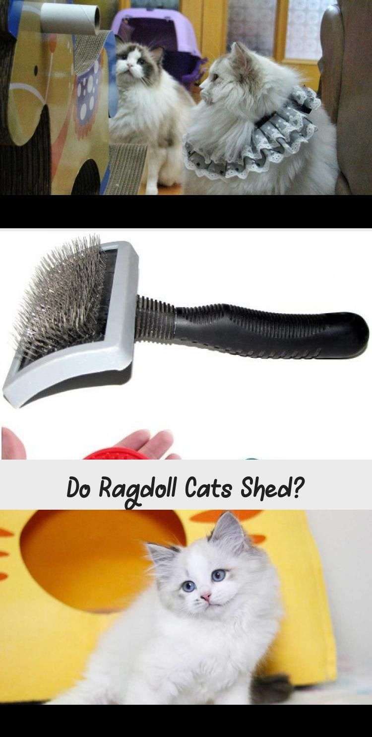 Do Ragdoll Cats Shed A Lot Of Hair