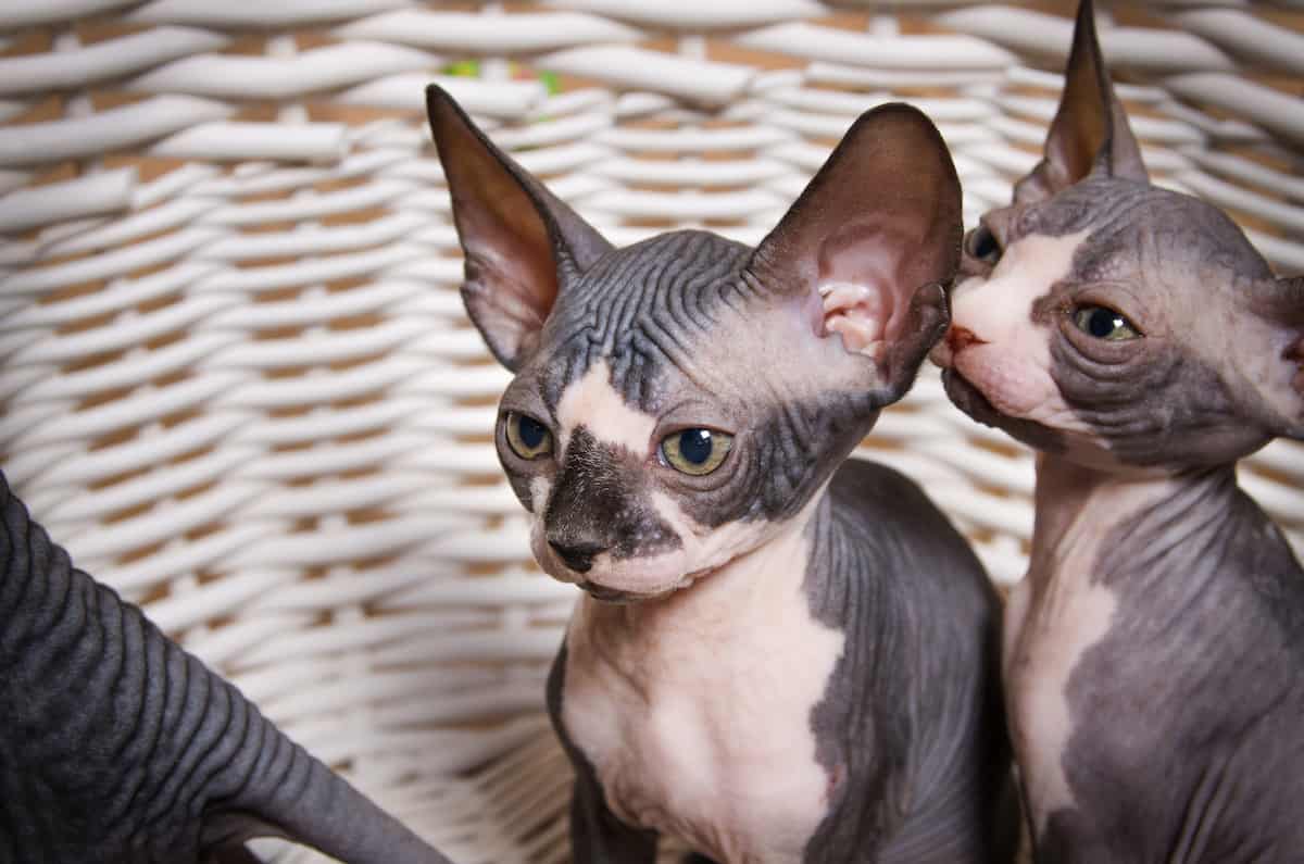 Do Sphynx Cats Have Whiskers?