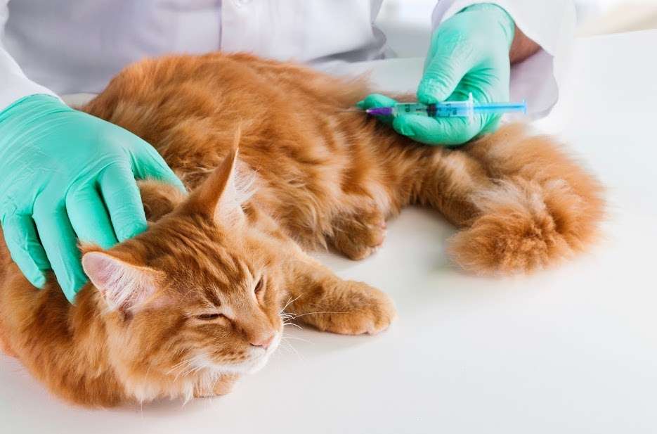 Do Indoor Cats Need Fvrcp Vaccine