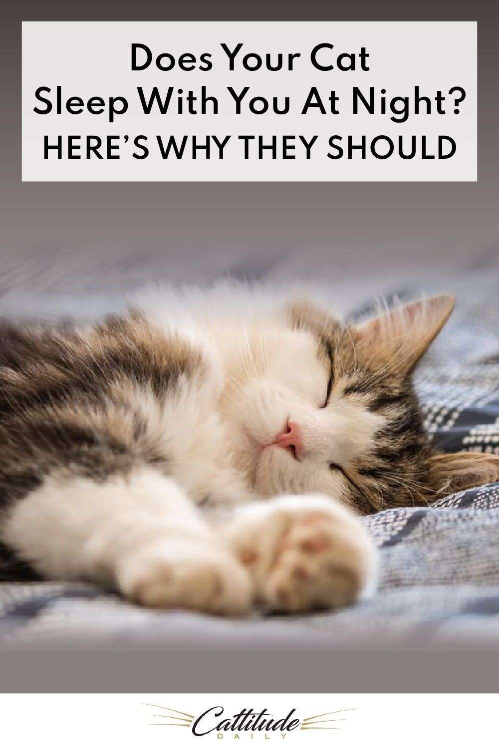 Does Your Cat Sleep With You? Here