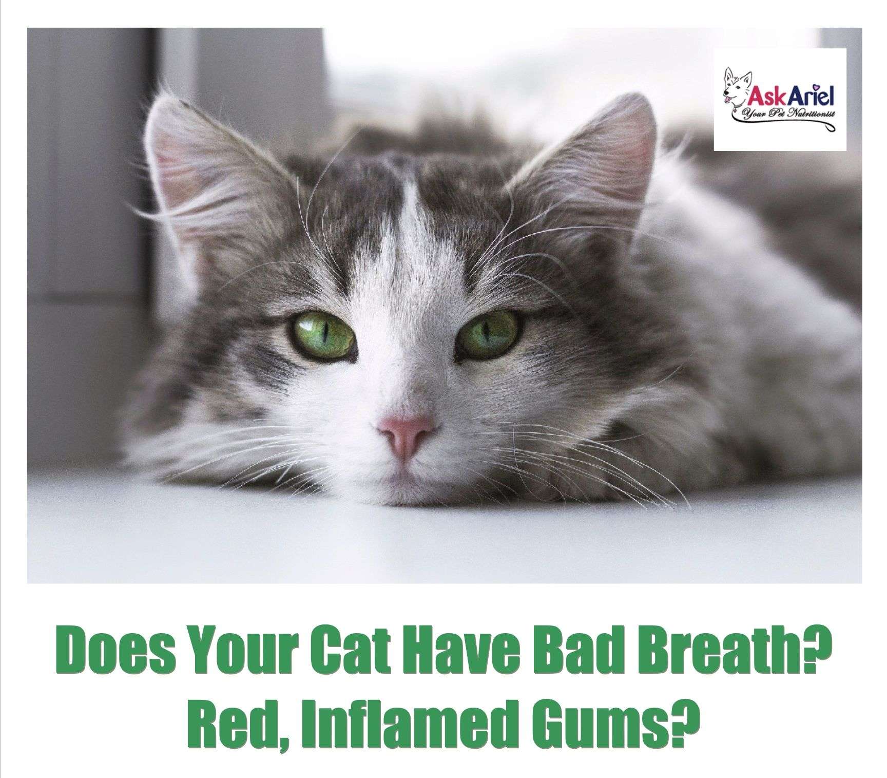 Does your kitty have bad breath? Red gums or drooling? These can be ...