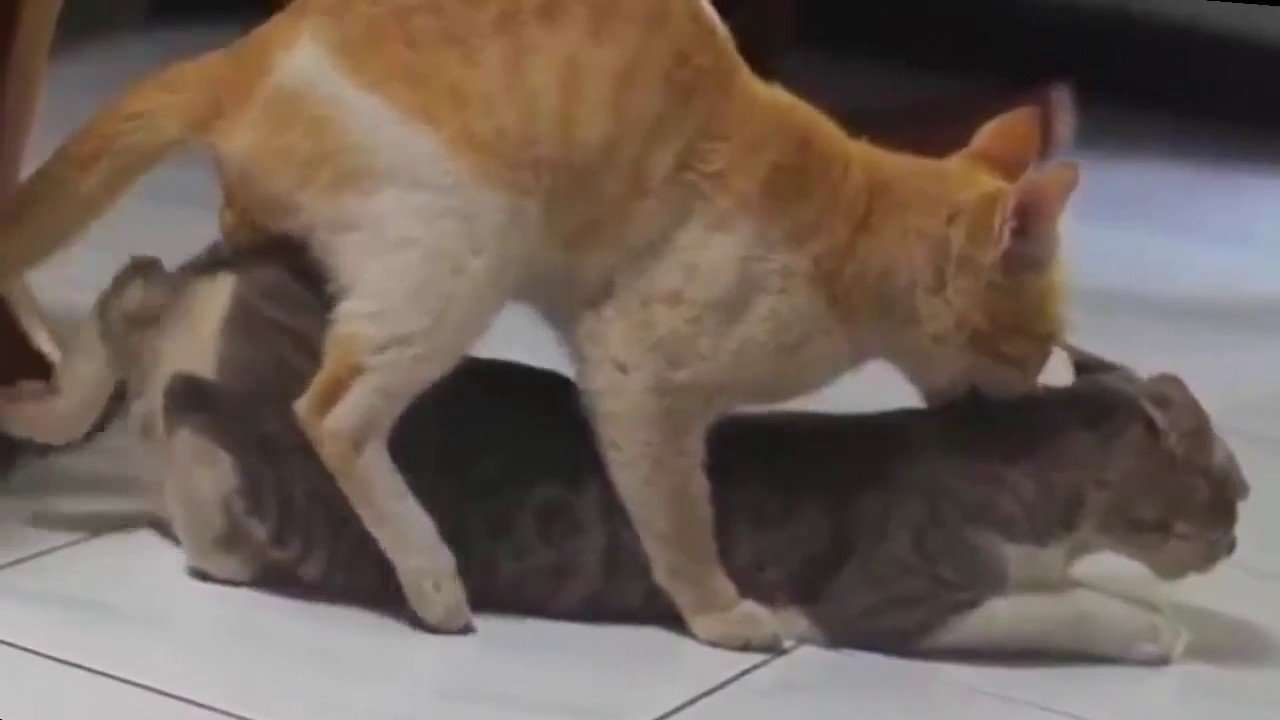 Dog And Cat Mating Documentary
