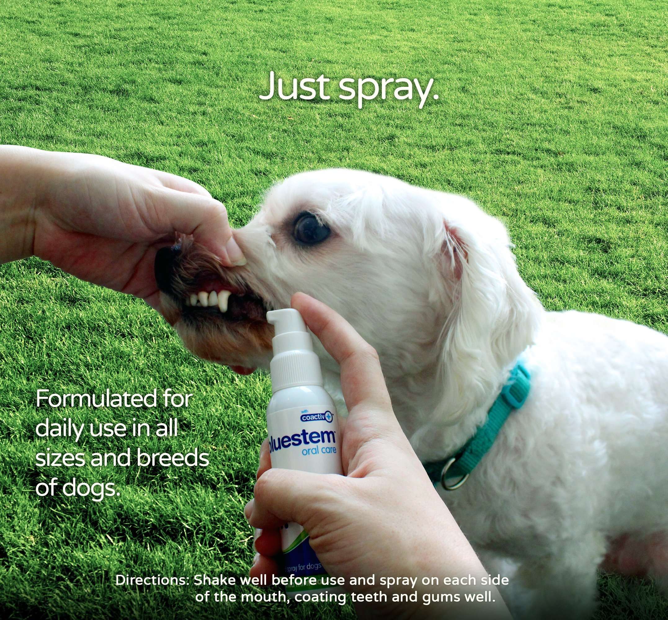 Dog Oral Spray Breath Freshener: Pet Dental Teeth Mouth ...