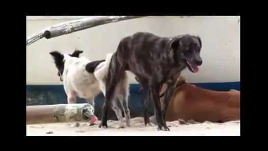 Dogs Stuck Together During Mating I Dogs Mating and ...