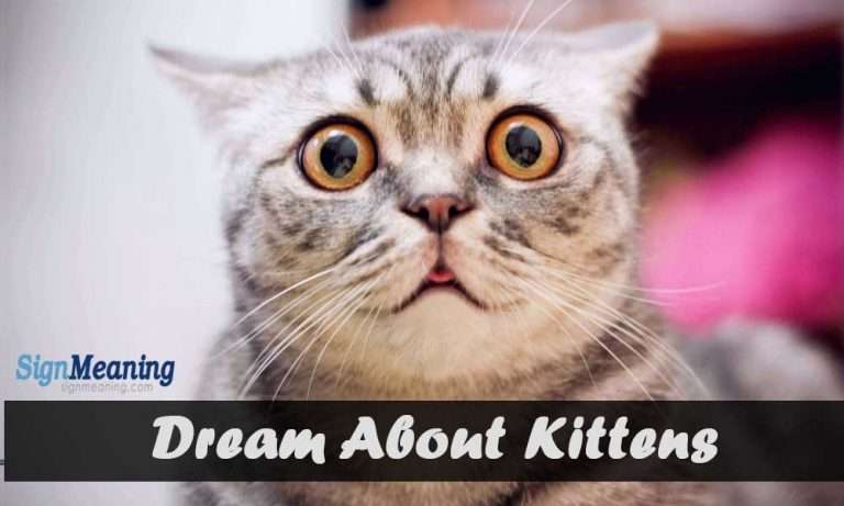Dreaming About Kittens