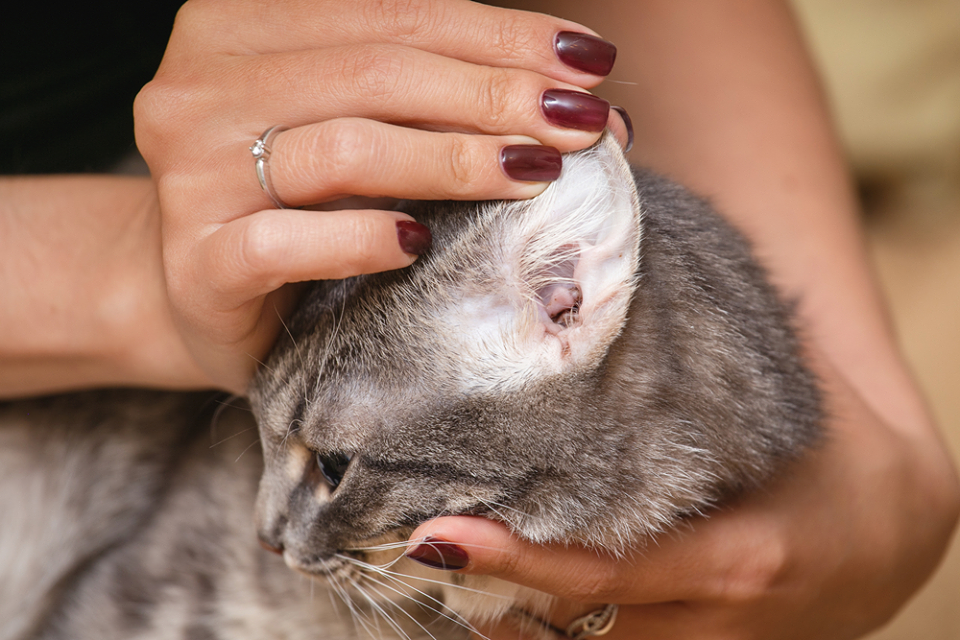Ear Mites Infection In Cats, Symptoms, Causes And Treatment