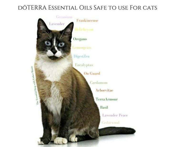 Essential Oils safe for cats