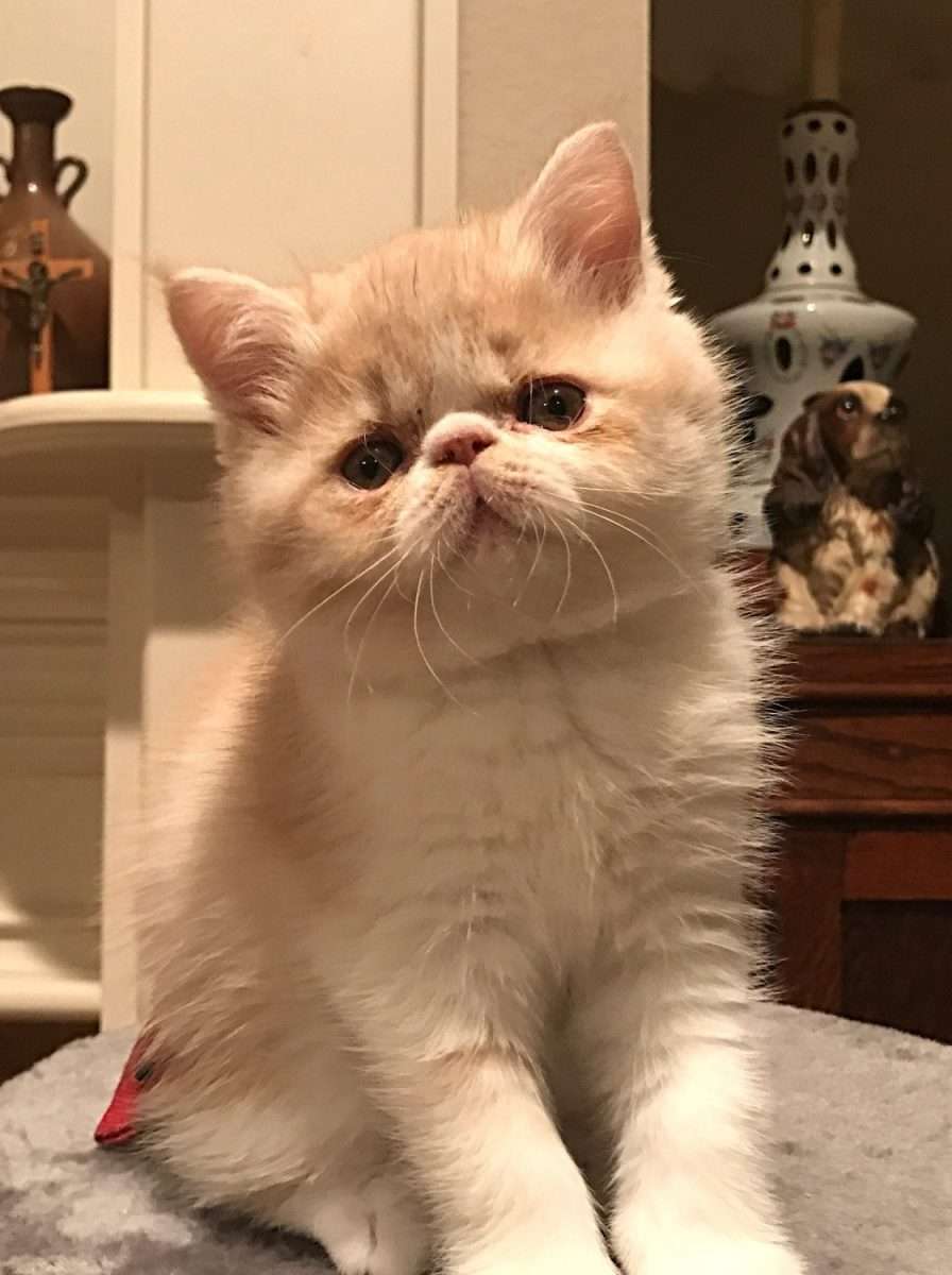 Exotic Shorthair Cats For Sale