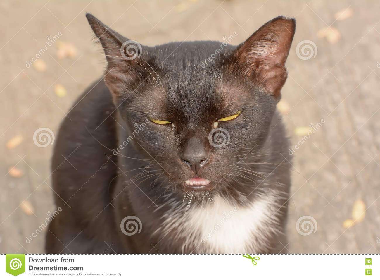 Eye boogers in cats stock image. Image of close, cats ...