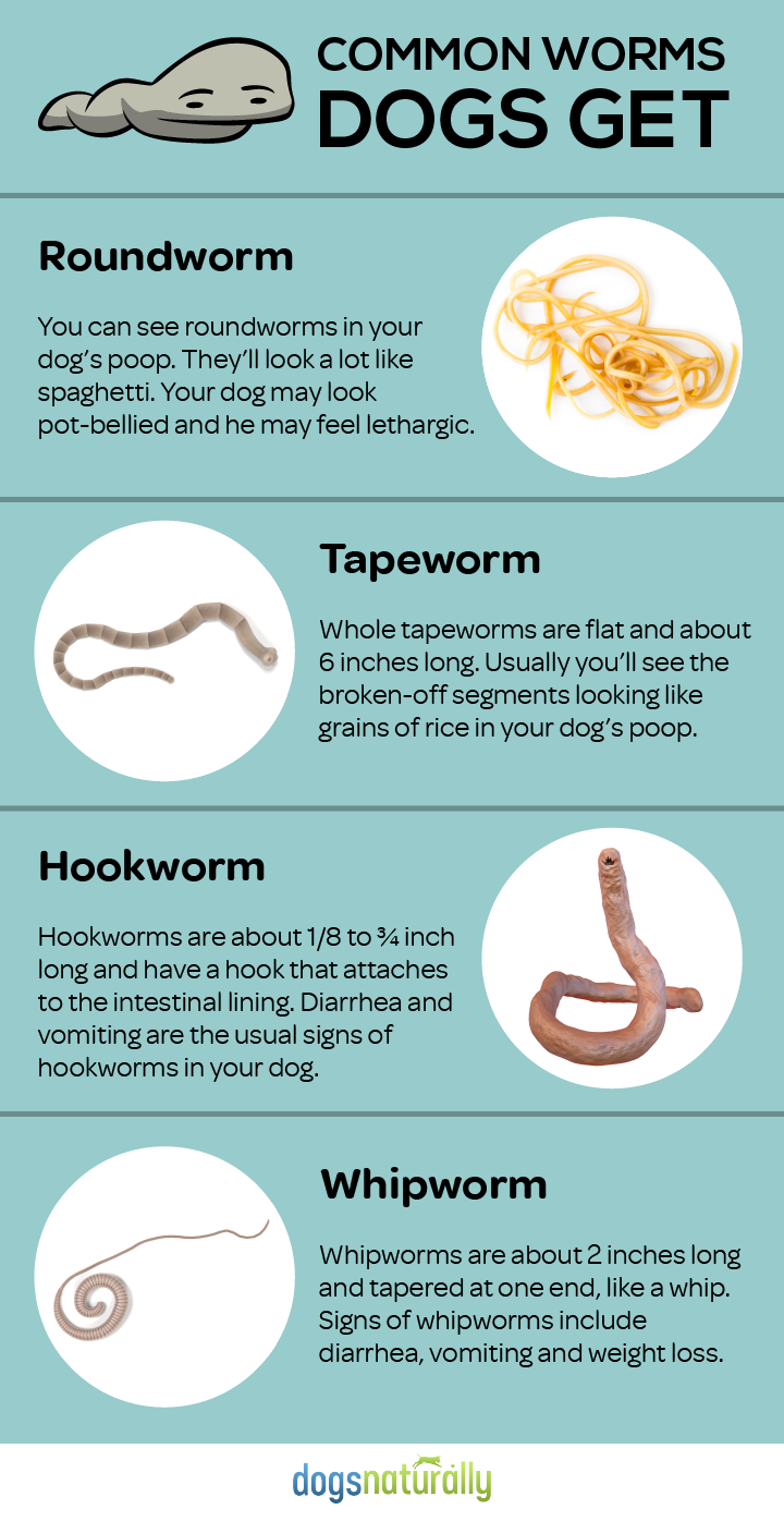 Feed These Everyday Foods To Get Rid Of Dog Worms