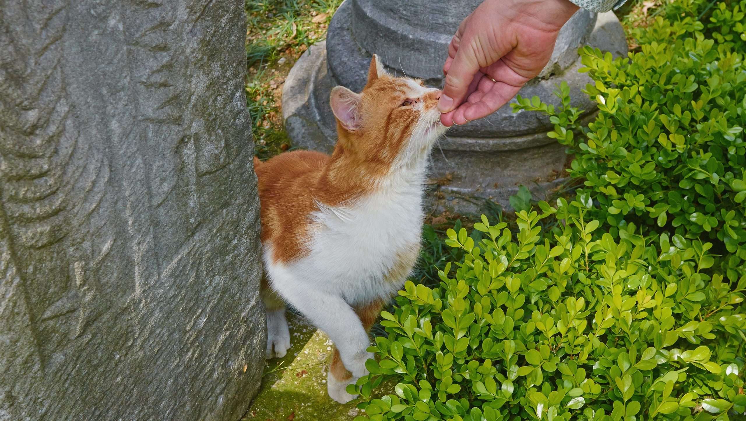 Feeding stray cats, dogs could soon be illegal