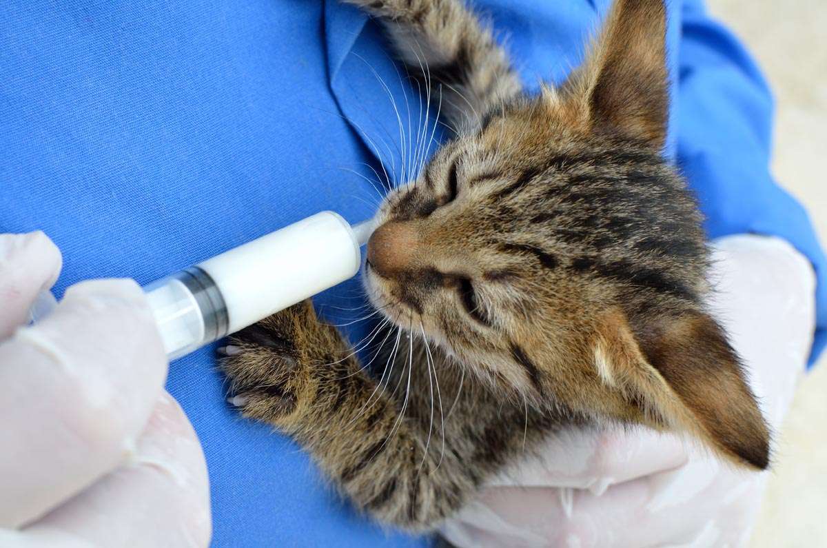 Feline Distemper â Chastain Veterinary Medical Group