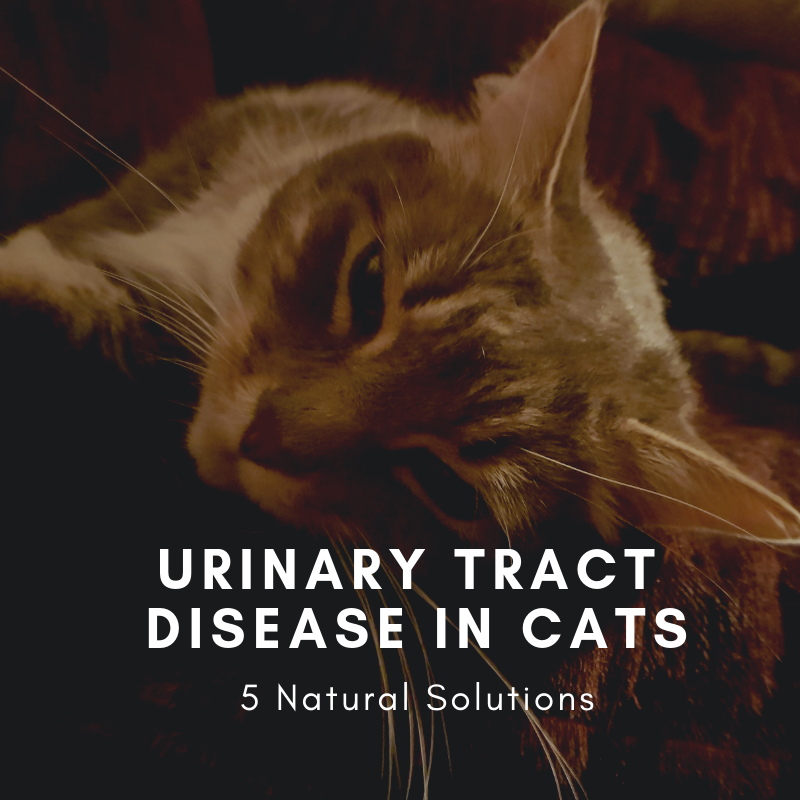 Feline Urine: 5 Natural Solutions To Treat Feline Lower Urinary Tract ...