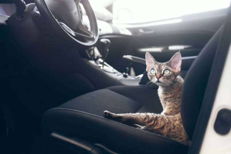 Five Effective Ways to Calm Your Cat in the Car