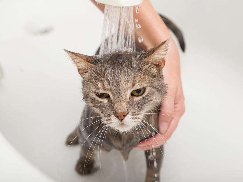 Five Ways to Get Rid of Cat FleasNaturally