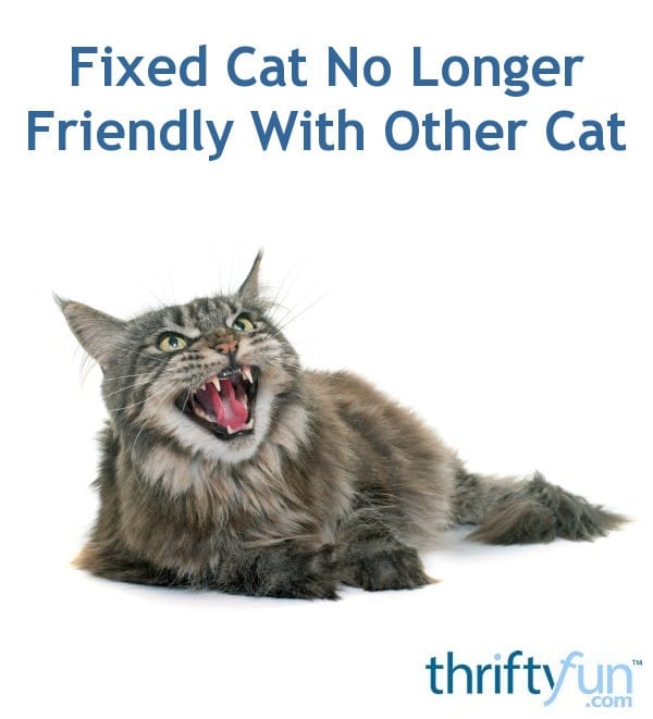 Fixed Cat No Longer Friendly With Other Cat?