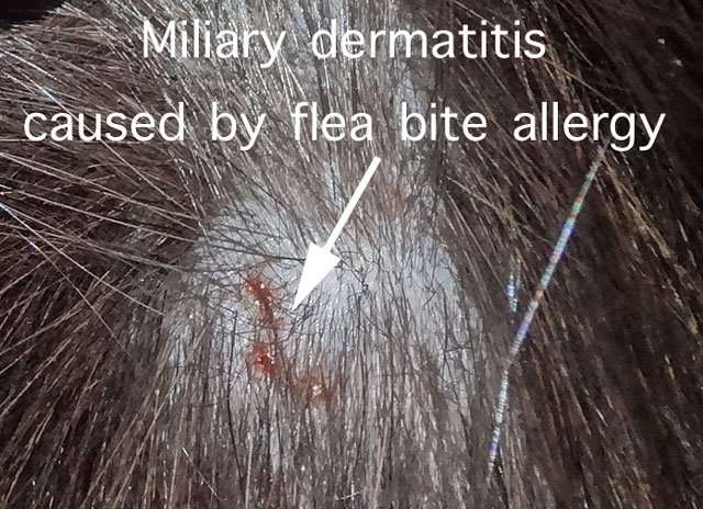 Flea Bite Allergy  feline miliary dermatitis