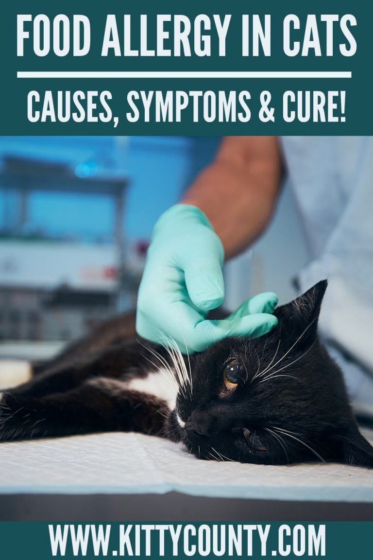Food Allergies In Cats: Signs, Symptoms, And Treatment ...