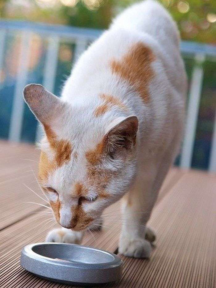 Food Fight: The debate over which type of cat food is best ...