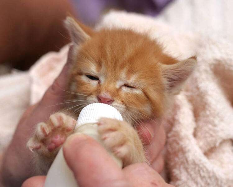 Foster Care Guide on Kitten Feeding