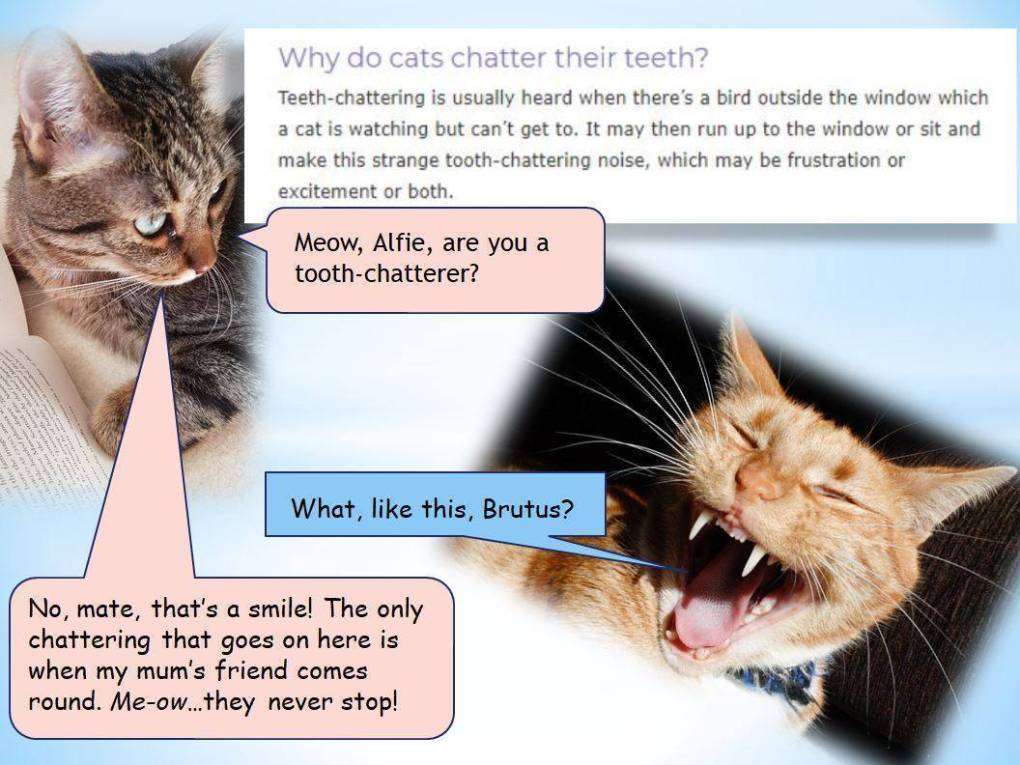 Fun Facts with Alfie &  Brutus: Why do Cats Chatter Their ...