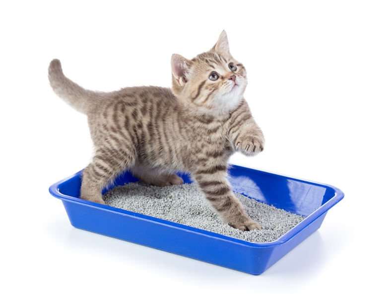 Getting Kittens To Use The Litter Box