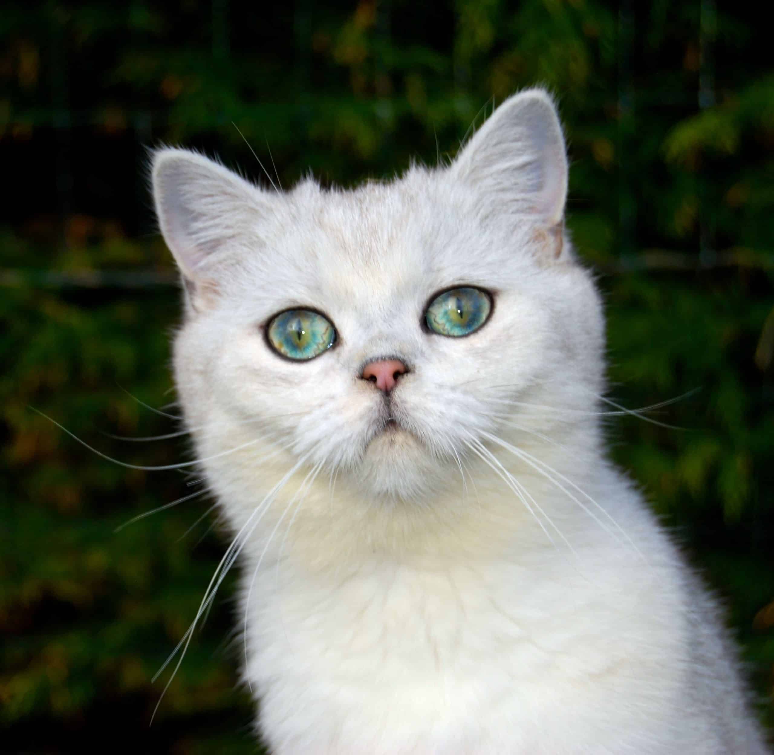 Golden Shaded British Shorthair Kittens For Sale