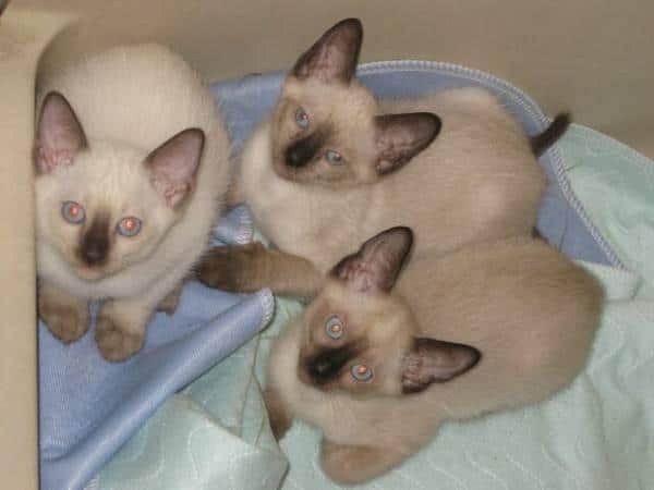 GORGEOUS Siamese Kittens! for Sale in Orlando, Florida Classified ...
