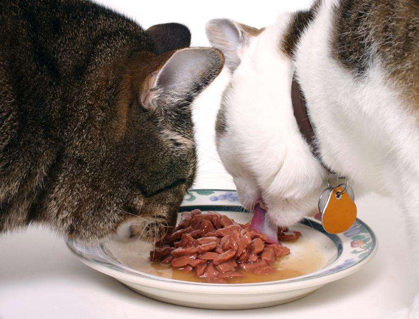 Guest Post: Raw Food Diet for Cat and Kittens
