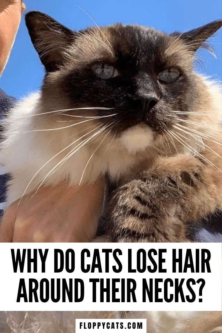 Hair Loss in Cats