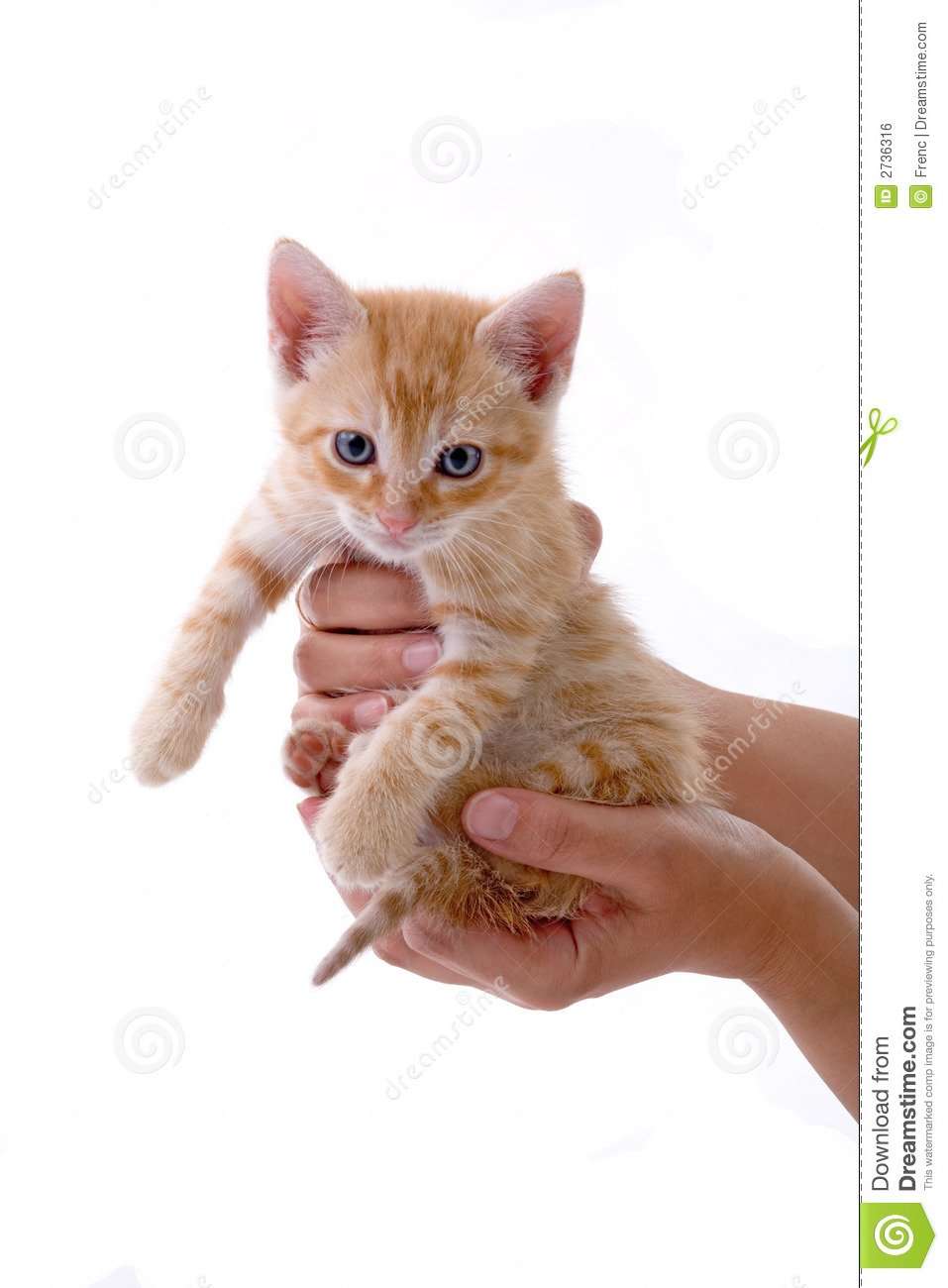Hands holding a kitten stock photo. Image of hold, hands ...
