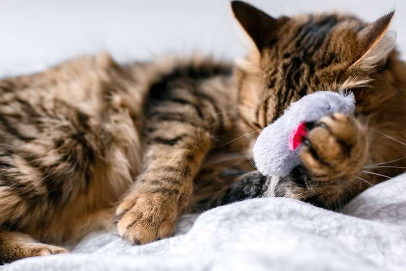 Happiness Overload: Cats and Catnip