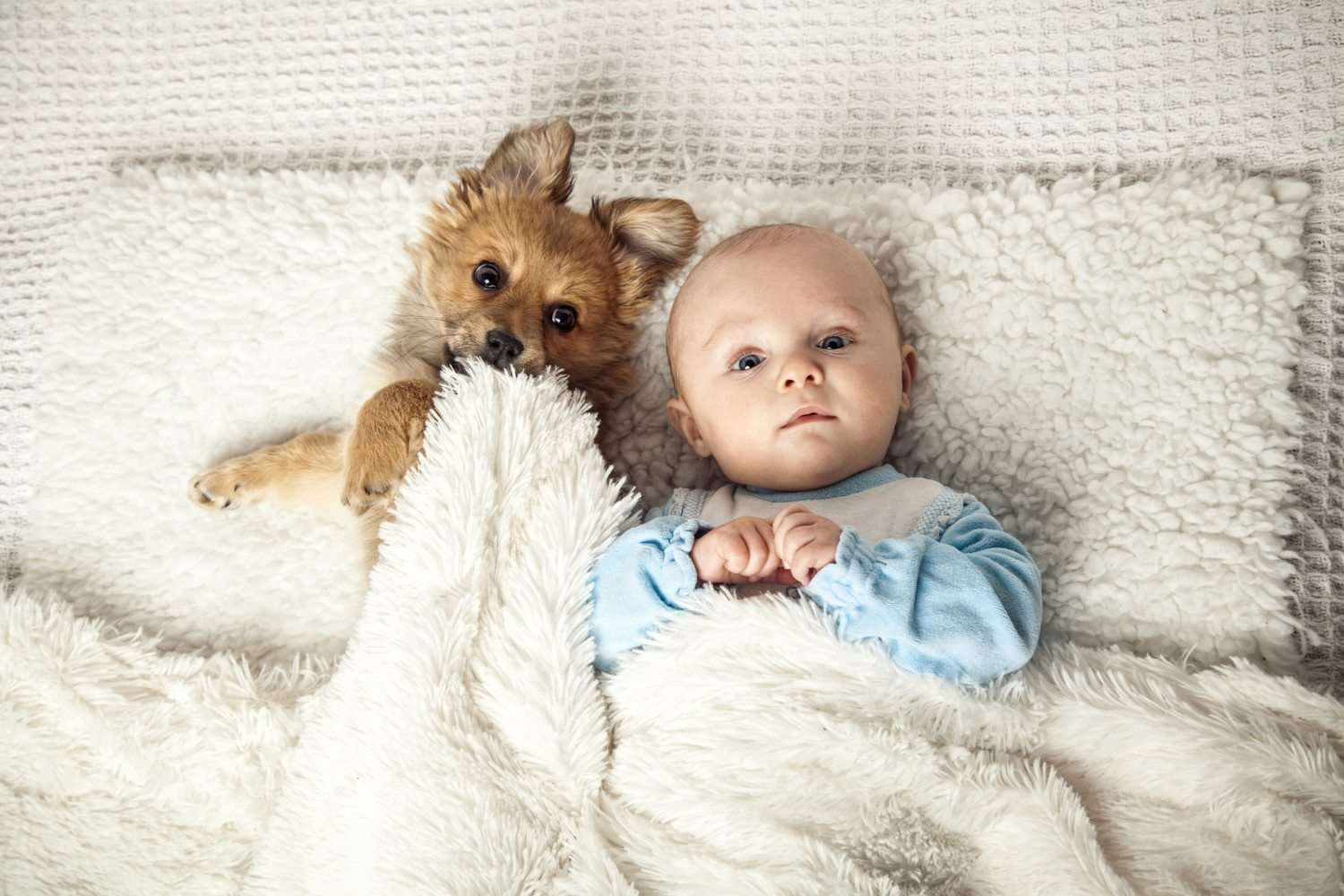 Having Dogs And Cats Makes For Healthier Babies