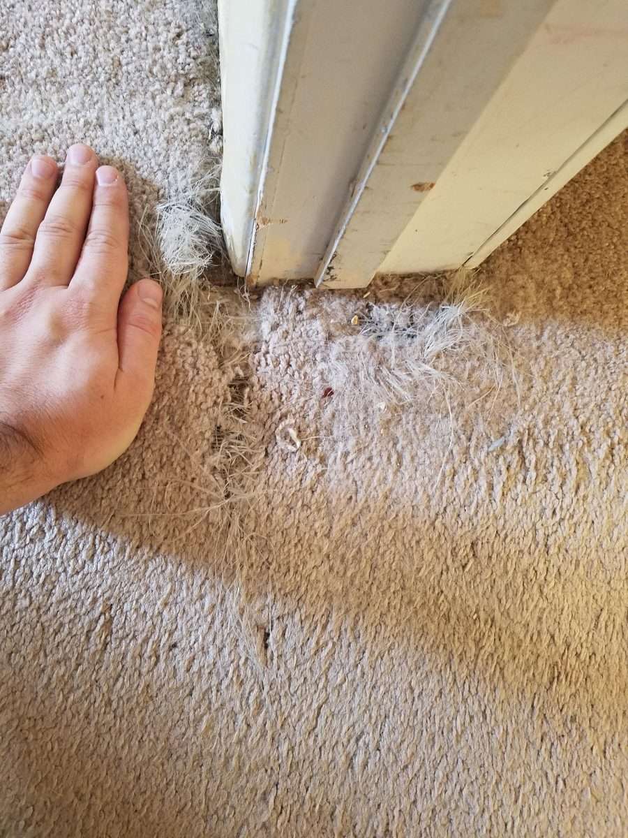 HELP: Repairing cat scratched carpet damage in a rental : DIY