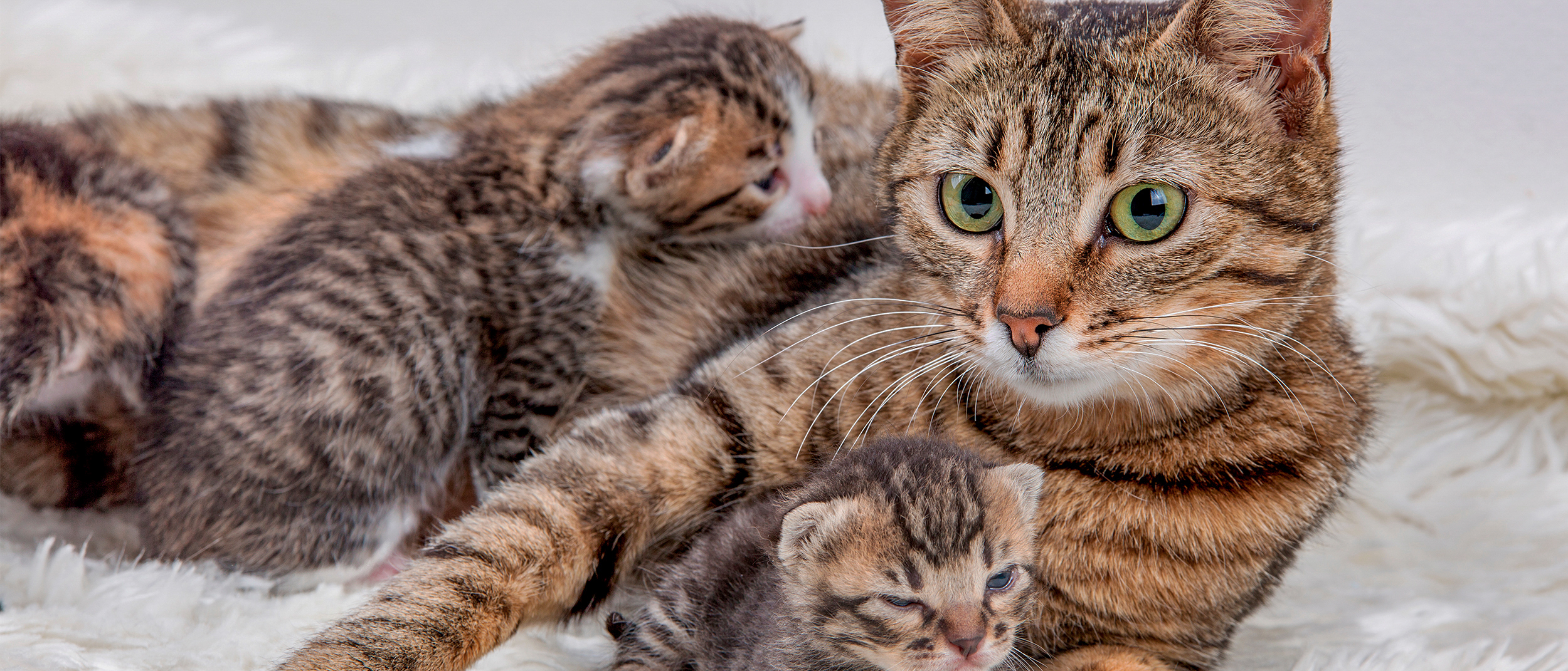 Helping your pregnant cat give birth at home