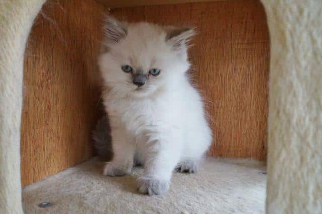 Himalayan Kittens for Sale in Belmont, Wisconsin Classified ...