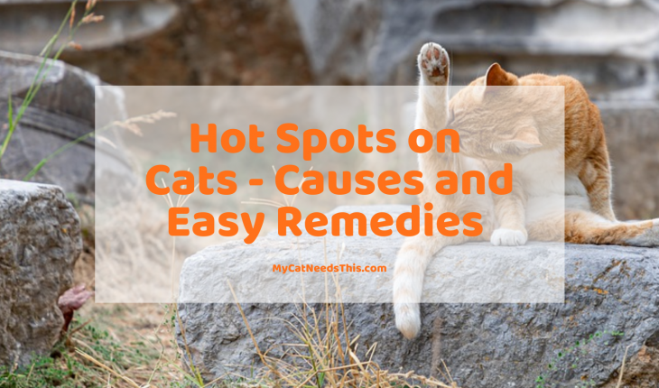 Hot Spots on Cats